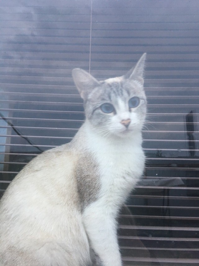 Прикольных котов пост