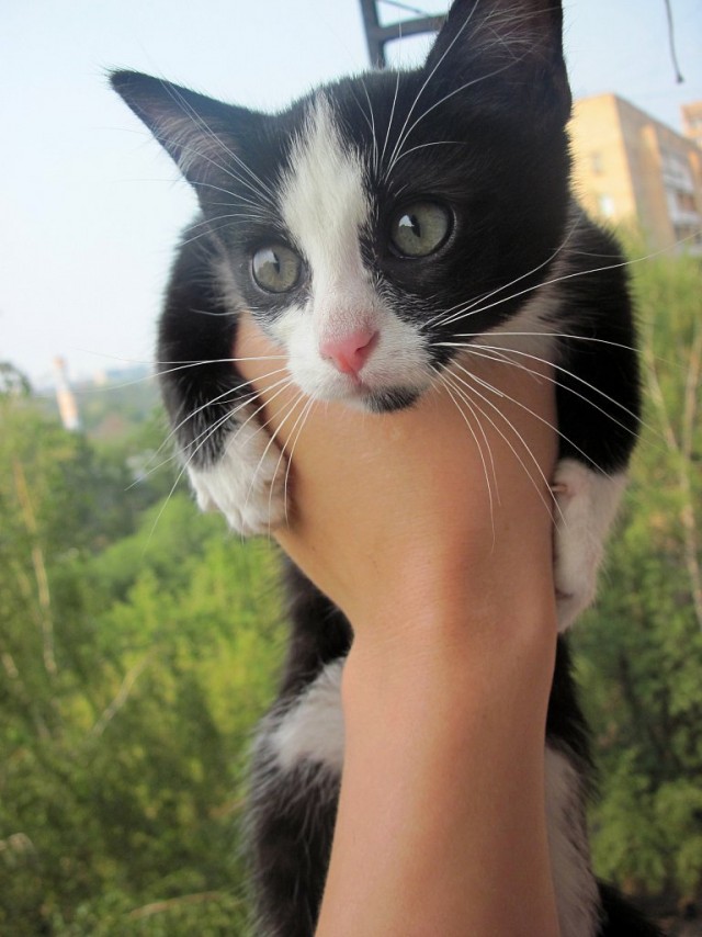 Котовторник  07.06.11