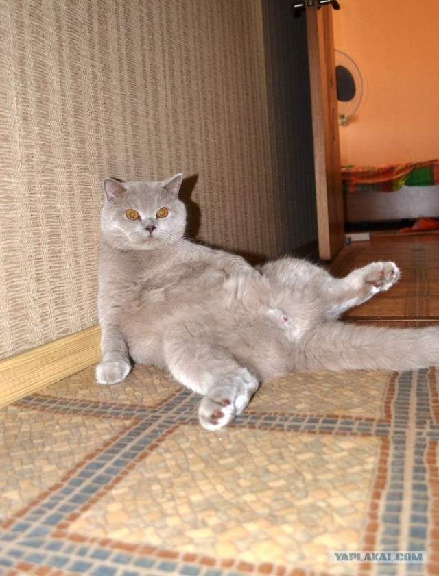 Десантный котовторник
