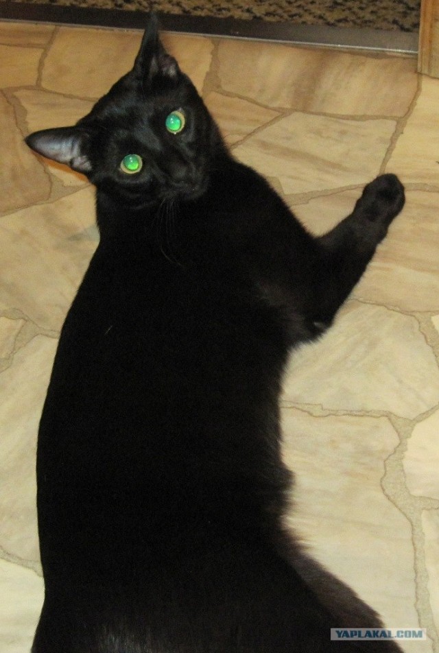 Котовторник (21.02.2012)