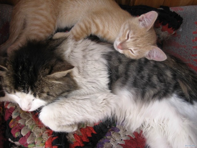 Котовторник  от 3.04.2012