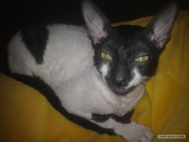 Котовторник на 26.06.12