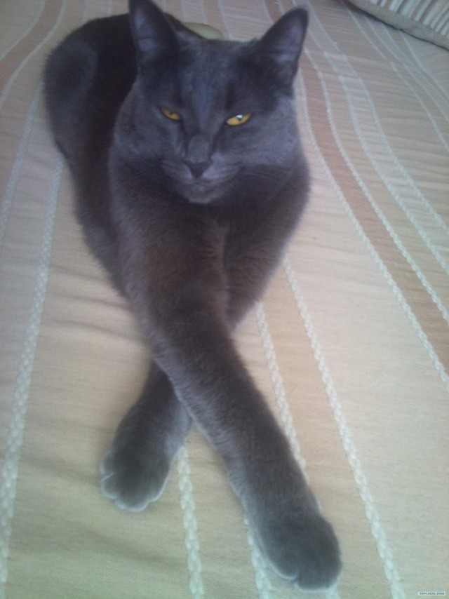 Котовторник  28.08.12