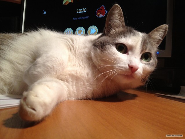 Котовторник 30.10.2012