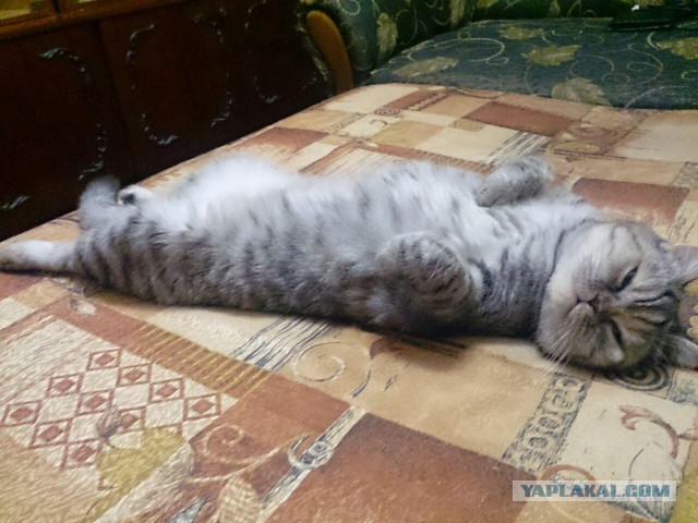 Котовторник 18.06.2019
