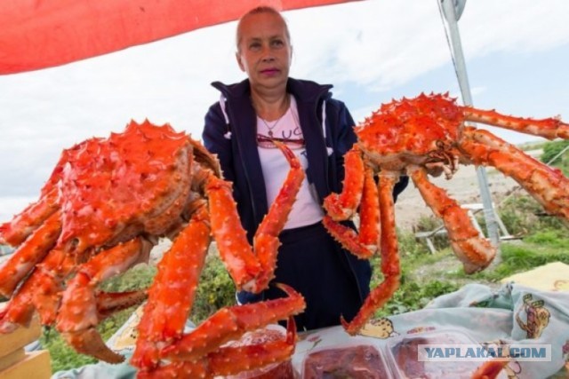 Муж пошел за пивом и вернулся с кульком живых раков...