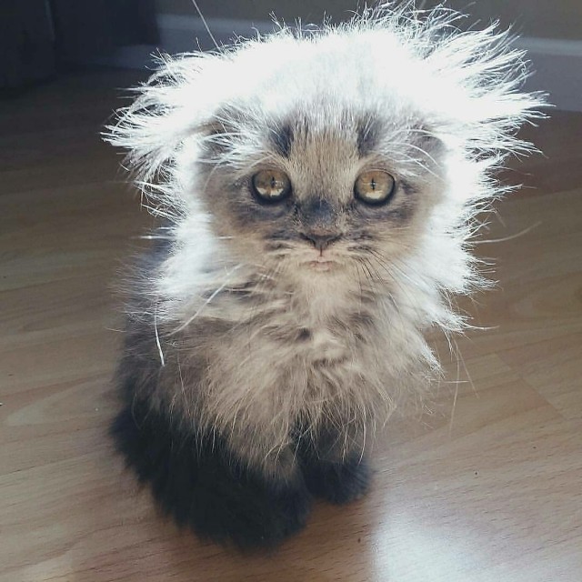 Забавные фото котеек