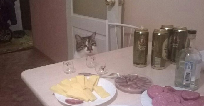Странные фотки котеек