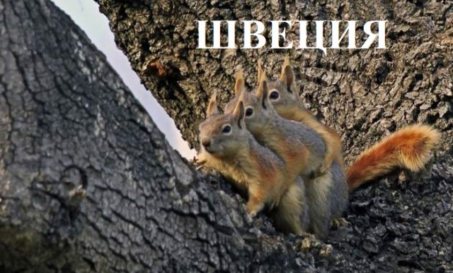 Картинки