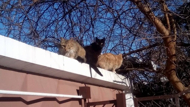 ̶К̶о̶р̶о̶н̶  Котовторник!