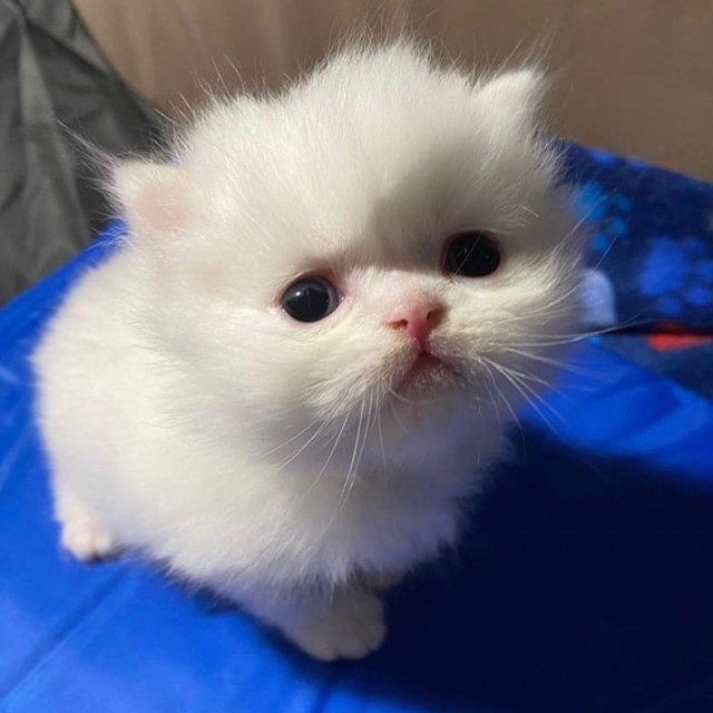 Чуток картинок не про вирус  13.0  Кошки и коты