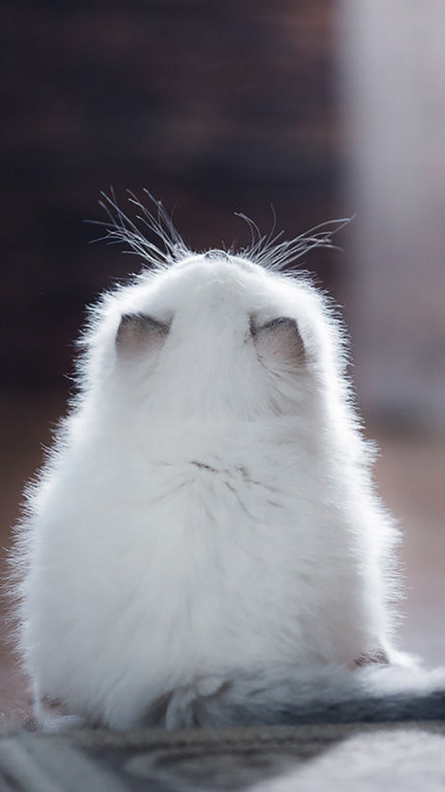 Забавные животные