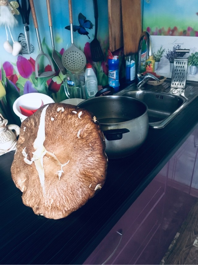 Грибы, которые собрали мы