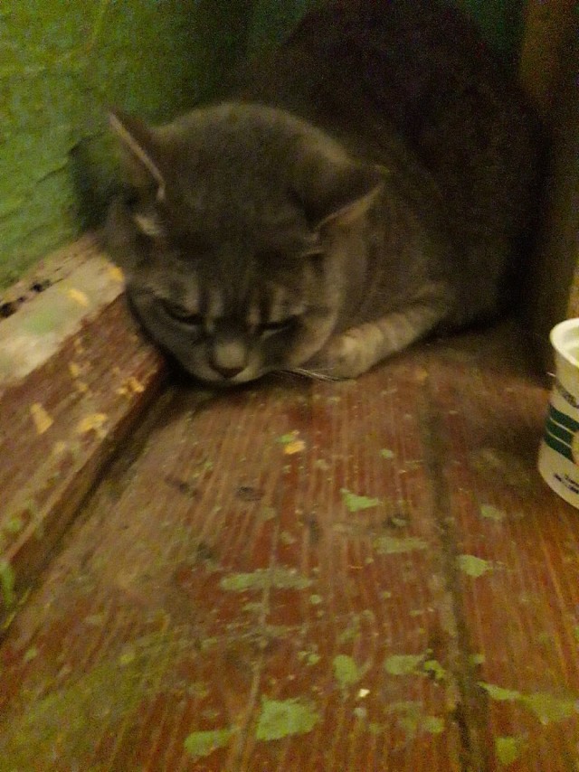 Эти забавные животные