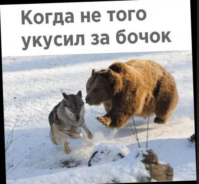 Голыми руками задушил укусившую его волчицу...