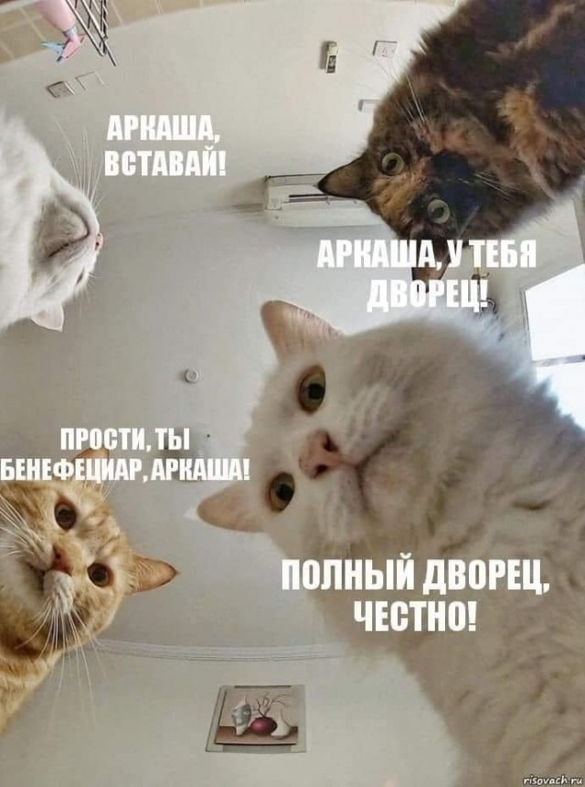 Одно фото