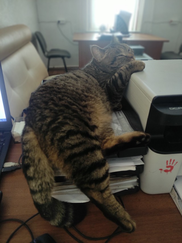 Котовторнику быть!