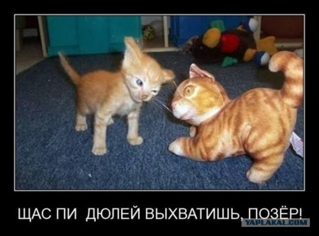 Мой хозяин - ИДИОТ!
