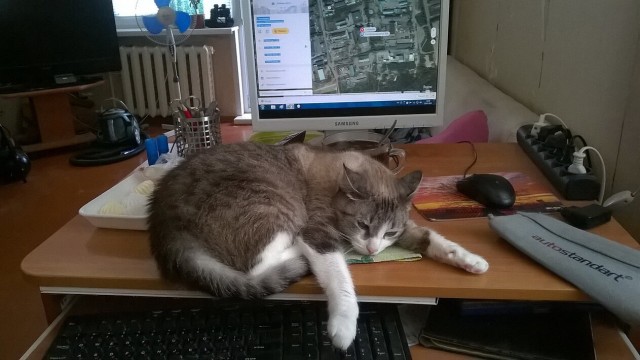Котовторник же!