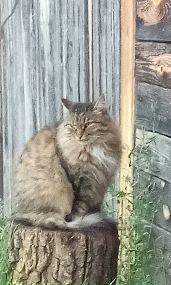 Котовторник 14.09.2021