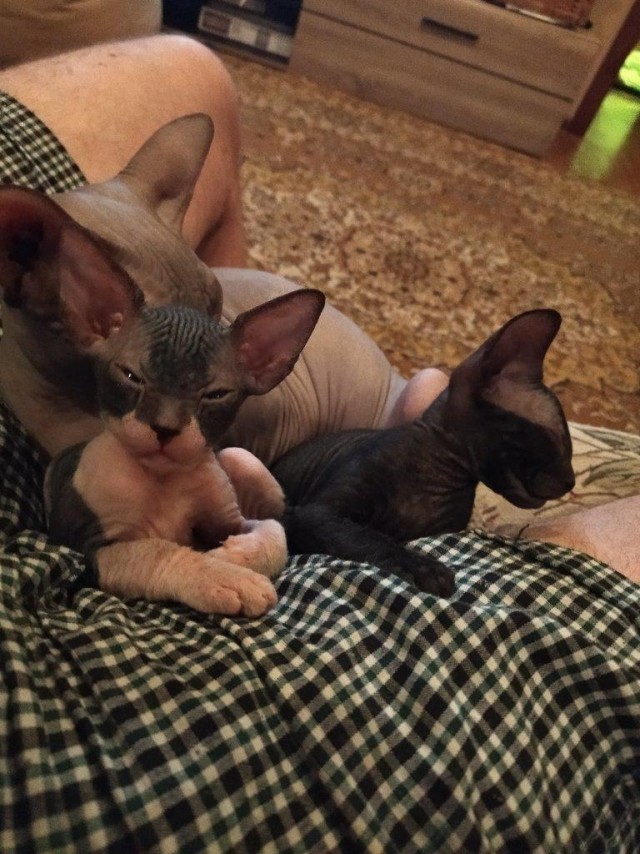 Котовторник 14.09.2021