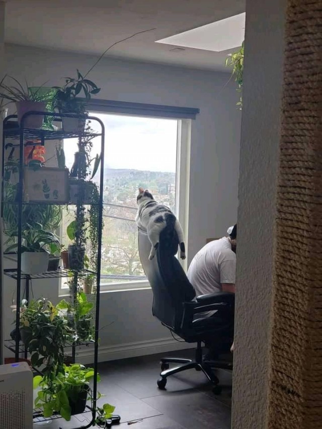 Котам начхать на вашу приватность