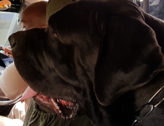 Томский собакен, который живёт один