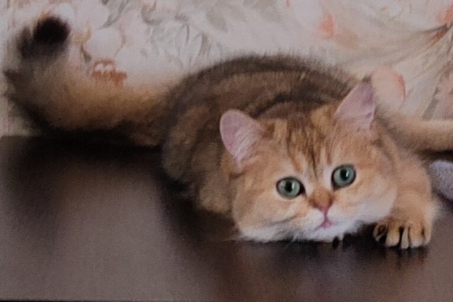 Котовторник