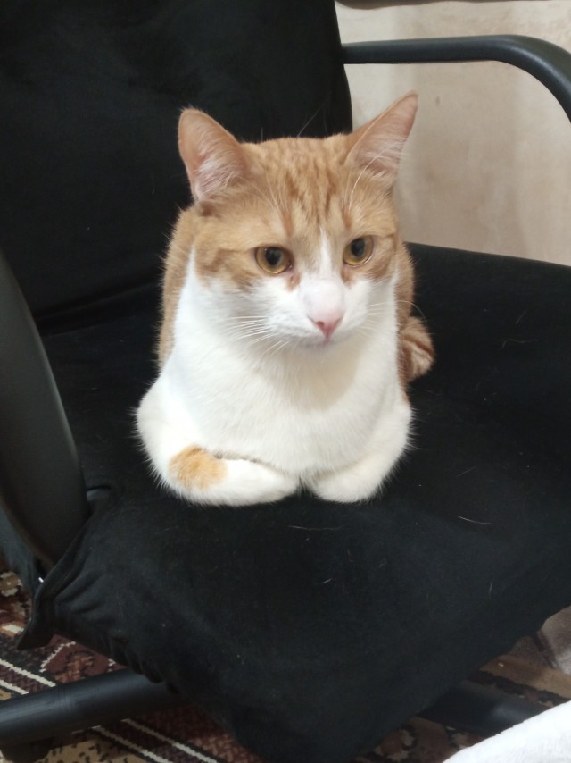 Ну, поехали в котоввторник!