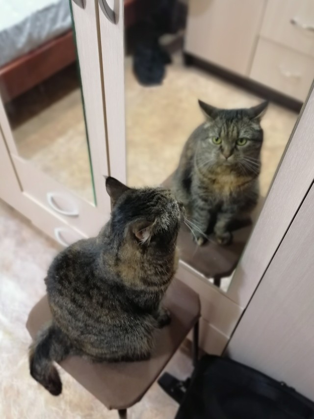 Котовторник 19.07.22