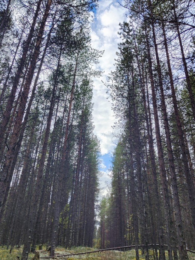 Лесной пейзаж