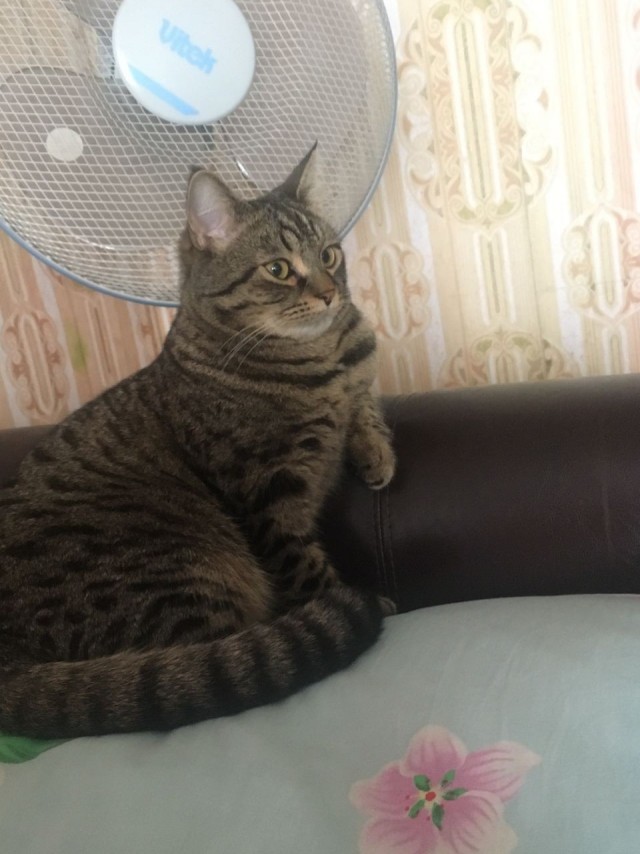 Котовторник 18.10.22