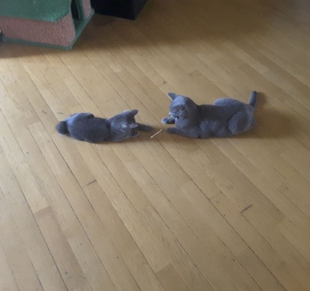 Мурзик - спасение