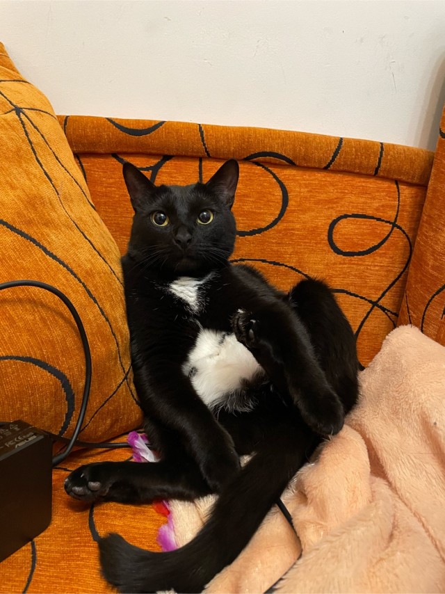 Котовторник 17.01.23