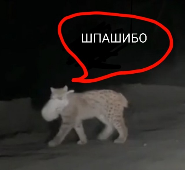 Если хочется есть, то никакая машина не испугает!