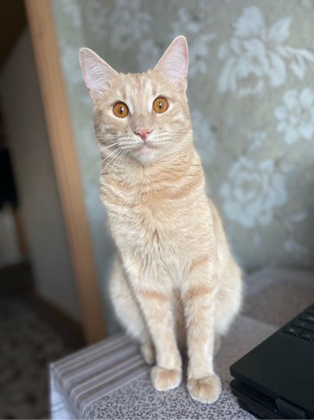 Я опять кота нашёл