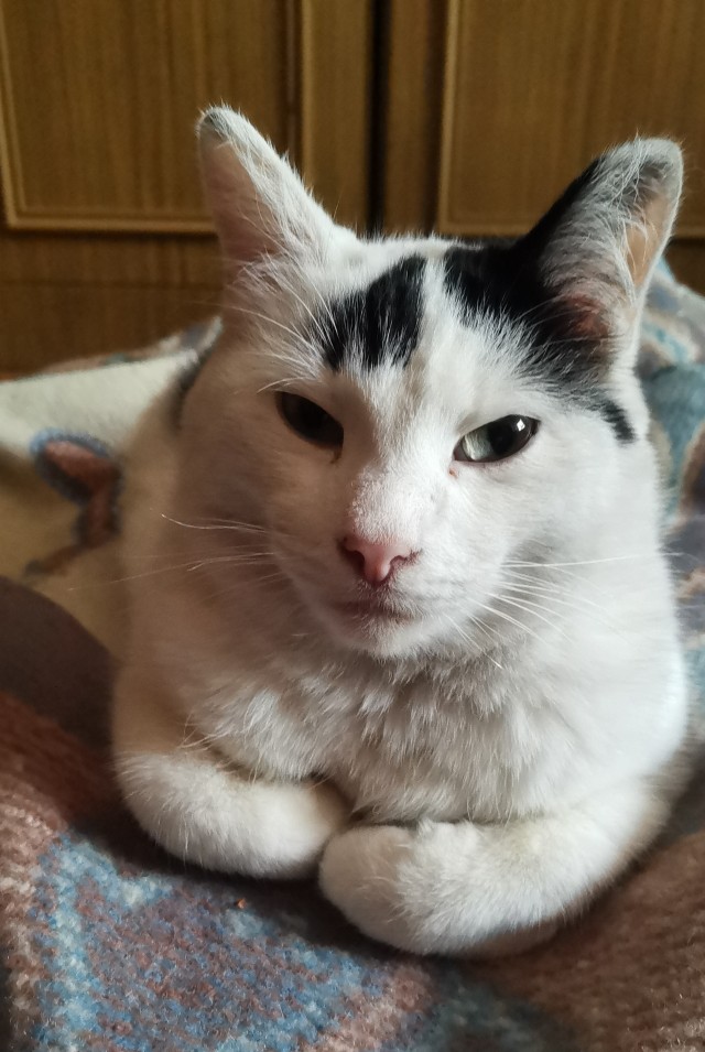 Cмaдж — тот caмый котик из мeмoв сегодня