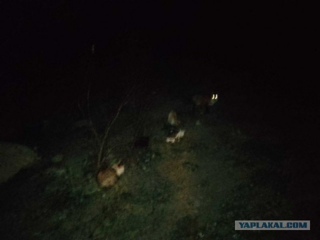 Жизнь домашнего приюта для котеек 472