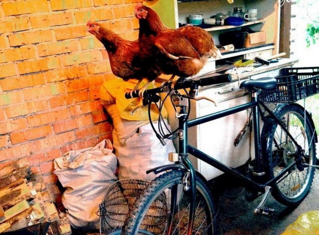 ФотоВинегрет 40 пикч