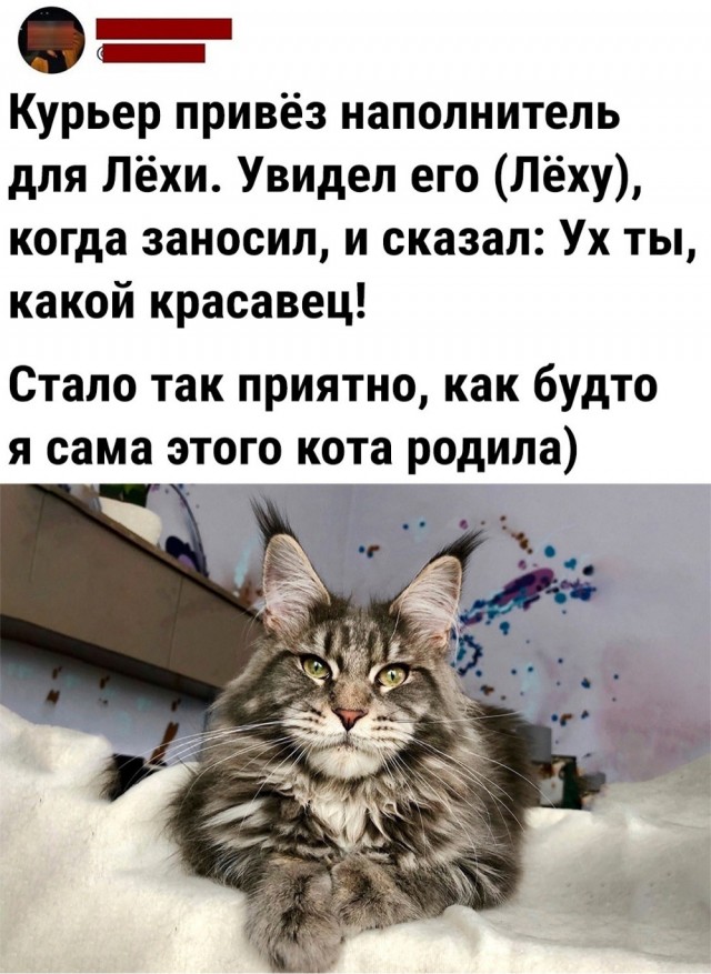 А в следующей жизни я хотел бы быть котом