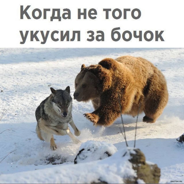 Весёлый полтишок 20.05.24