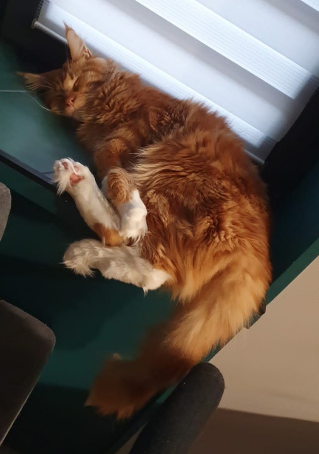 Котовторник