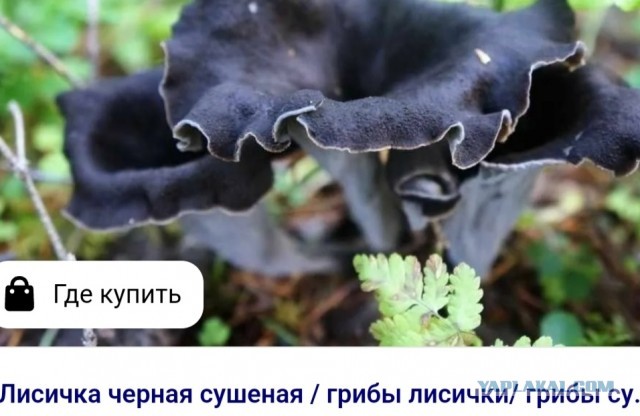 Что за гриб?