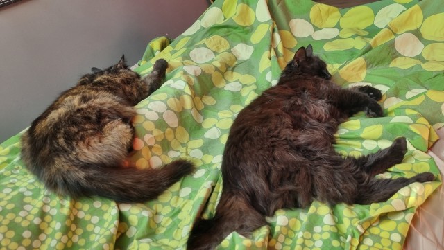 Принимайте в клуб! Котовторник же