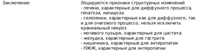Пермского кота Крошика госпитализировали, он в тяжёлом состоянии