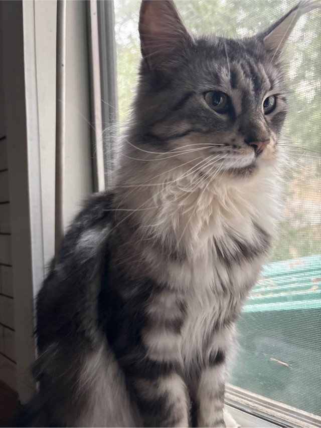 Котовторник