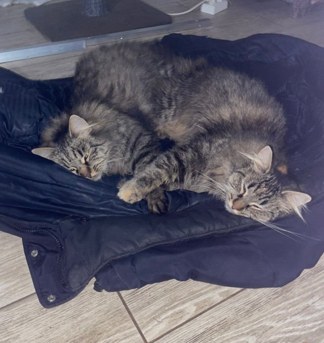 Котовторник 31.12.2024. Последний котовторник года