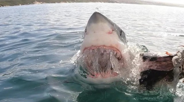 Челюсти возвращаются!