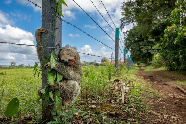 15 главных кадров конкурса Wildlife Photographer of the Year