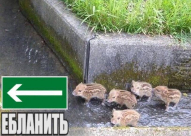 Ручей тупости